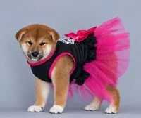 Patricia, a female Shiba Inu for sale in Hollywood, FL – 2 of 9