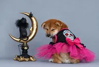 Patricia, a female Shiba Inu for sale in Hollywood, FL – 4 of 9