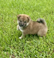 Patricia, a female Shiba Inu for sale in Hollywood, FL – 7 of 9