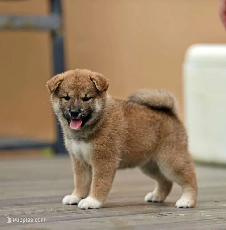 Patricia – Shiba Inu puppy for sale in Hollywood, FL