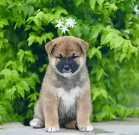 Saito , a male Shiba Inu for sale in Hollywood, FL – 2 of 4
