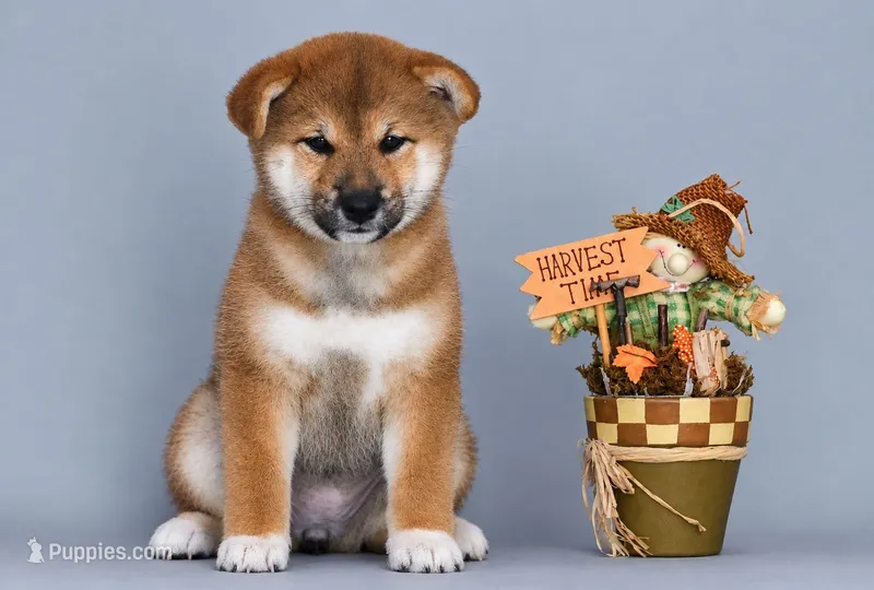 Patricia – Shiba Inu puppy for sale in Hollywood, FL