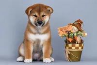 Patricia, a female Shiba Inu for sale in Hollywood, FL – 1 of 9