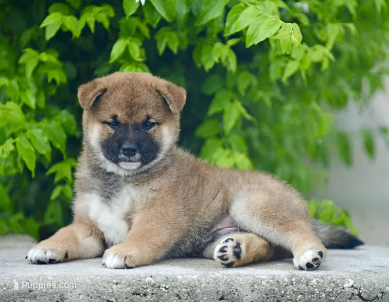 Saito  – Shiba Inu puppy for sale in Hollywood, FL