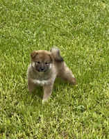 Patricia, a female Shiba Inu for sale in Hollywood, FL – 6 of 9