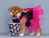 Patricia, a female Shiba Inu for sale in Hollywood, FL – 3 of 9