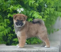 Saito , a male Shiba Inu for sale in Hollywood, FL – 3 of 4