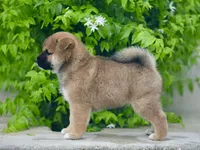 Saito , a male Shiba Inu for sale in Hollywood, FL – 4 of 4