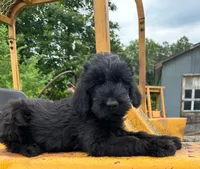 Champ Sired Working Top Quality, a female Giant Schnauzer for sale in Archie, MO – 10 of 10