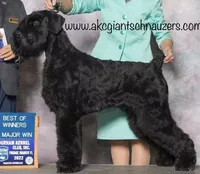 Champ Sired Working Top Quality, a female Giant Schnauzer for sale in Archie, MO – Photo 7 of 8