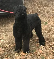 Champ Sired Working Top Quality, a female Giant Schnauzer for sale in Archie, MO – Photo 4 of 8