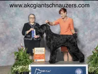 Champ Sired Working Top Quality, a female Giant Schnauzer for sale in Archie, MO – Photo 6 of 8