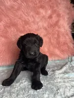 Champ Sired Working Top Quality, a female Giant Schnauzer for sale in Archie, MO – Photo 2 of 8