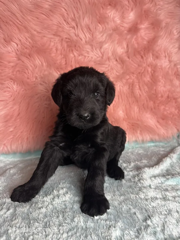 Champ Sired Working Top Quality – Giant Schnauzer puppy for sale in Archie, MO