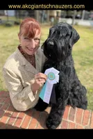 Champ Sired Working Top Quality, a female Giant Schnauzer for sale in Archie, MO – Photo 5 of 8