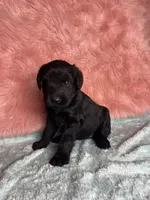 Champ Sired Working Top Quality, a female Giant Schnauzer for sale in Archie, MO – Photo 3 of 8
