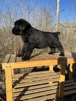 Champ Sired Working Top Quality, a female Giant Schnauzer for sale in Archie, MO – Photo 8 of 8
