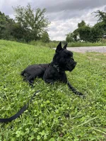 Adult male Samson , a male Giant Schnauzer for sale in Archie, MO – 2 of 4