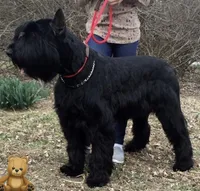 Champ Sired Working Top Quality, a female Giant Schnauzer for sale in Archie, MO – 6 of 10