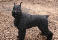 Champ Sired Working Top Quality, a female Giant Schnauzer for sale in Archie, MO – 8 of 10