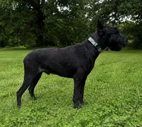Adult male Samson , a male Giant Schnauzer for sale in Archie, MO – 1 of 4