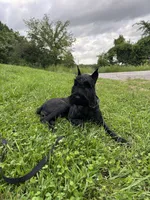 Adult male Samson , a male Giant Schnauzer for sale in Archie, MO – 3 of 4