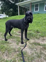 Adult male Samson , a male Giant Schnauzer for sale in Archie, MO – 4 of 4