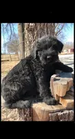 Champ Sired Working Top Quality, a female Giant Schnauzer for sale in Archie, MO – 7 of 10