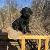 Ch Sired, imported lines, a female Giant Schnauzer for sale in Archie, MO – Photo 3 of 4
