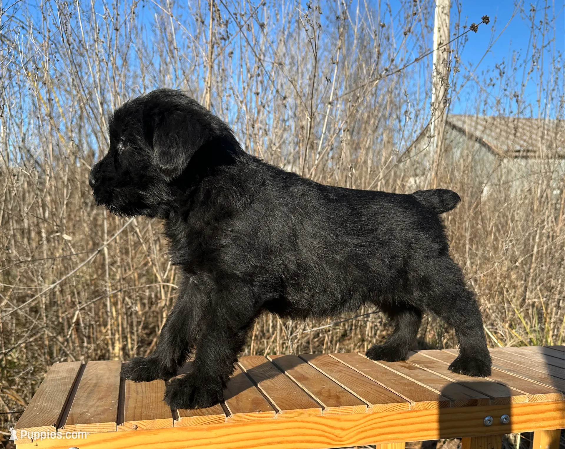 Ch Sired, imported lines