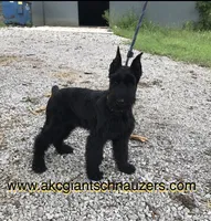 Champ Sired Working Top Quality, a female Giant Schnauzer for sale in Archie, MO – 9 of 10