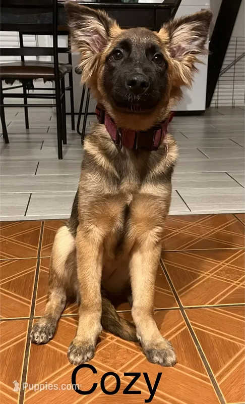 🐾Cozy- German Shepherd Puppies Looking for Their Forever Homes! 🐾 – German Shepherd Dog puppy for sale in Atlanta, GA