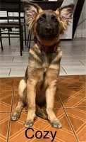 🐾Cozy- German Shepherd Puppies Looking for Their Forever Homes! 🐾, a female German Shepherd Dog for sale in Atlanta, GA – 1 of 2