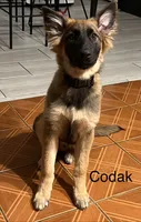 🐾 Codak-German Shepherd Puppies Looking for Their Forever Homes! 🐾, a male German Shepherd Dog for sale in Atlanta, GA – 2 of 2