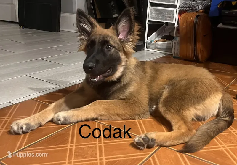 🐾 Codak-German Shepherd Puppies Looking for Their Forever Homes! 🐾 – German Shepherd Dog puppy for sale in Atlanta, GA