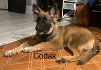 🐾 Codak-German Shepherd Puppies Looking for Their Forever Homes! 🐾, a male German Shepherd Dog for sale in Atlanta, GA – 1 of 2