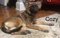 🐾Cozy- German Shepherd Puppies Looking for Their Forever Homes! 🐾, a female German Shepherd Dog for sale in Atlanta, GA – 2 of 2
