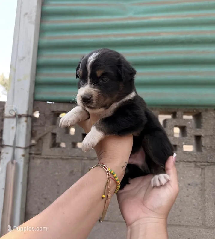 Aussie – Australian Shepherd puppy for sale in El Monte, CA