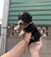 Aussie, a male Australian Shepherd for sale in El Monte, CA – 1 of 1