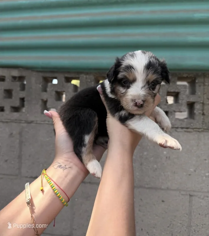 Aussie – Australian Shepherd puppy for sale in El Monte, CA