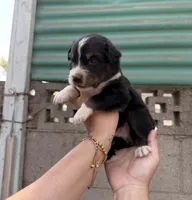 Aussie, a male Australian Shepherd for sale in El Monte, CA – 2 of 3