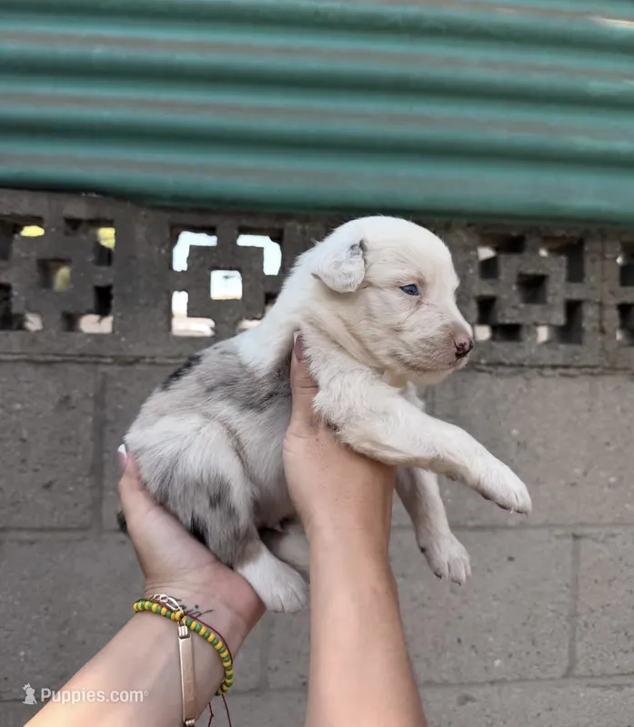 Aussie – Australian Shepherd puppy for sale in El Monte, CA