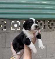 Aussie, a male Australian Shepherd for sale in El Monte, CA – 3 of 3