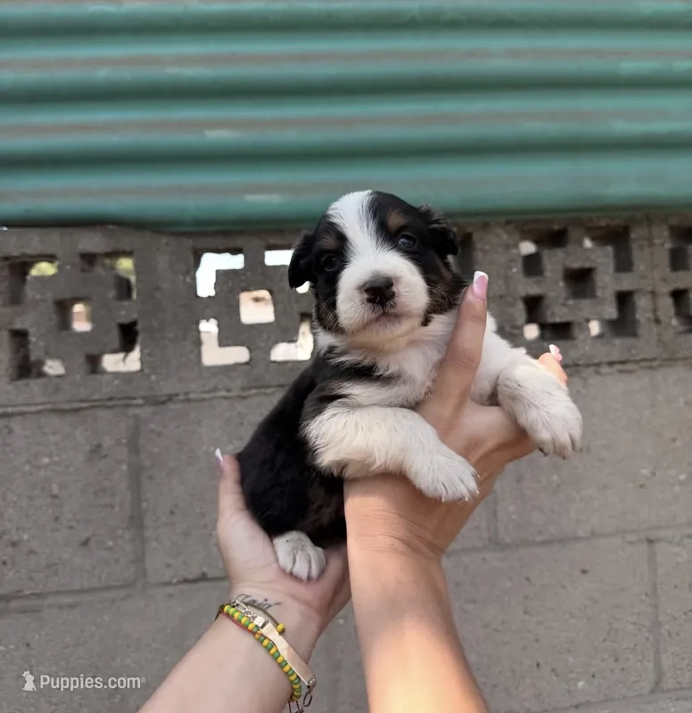 Aussie – Australian Shepherd puppy for sale in El Monte, CA