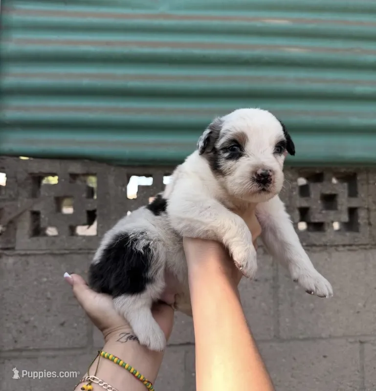 Aussie – Australian Shepherd puppy for sale in El Monte, CA