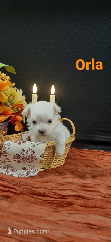AKC*Orla – Maltese puppy for sale in New Haven, IN