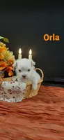 AKC*Orla, a female Maltese for sale in New Haven, IN – 1 of 4