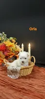 AKC*Orla, a female Maltese for sale in New Haven, IN – 3 of 4