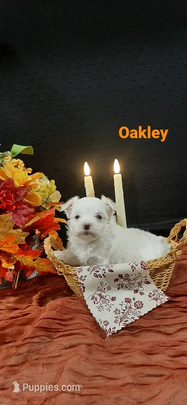 AKC*Oakley – Maltese puppy for sale in New Haven, IN