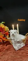 AKC*Oakley, a female Maltese for sale in New Haven, IN – 4 of 5